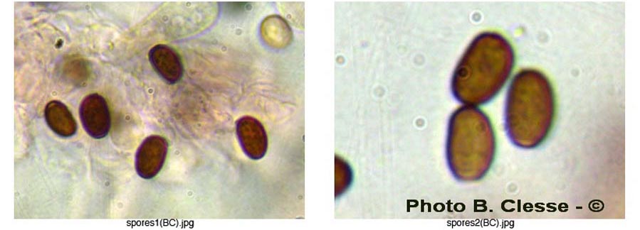 Psathyrella spadiceogrisea