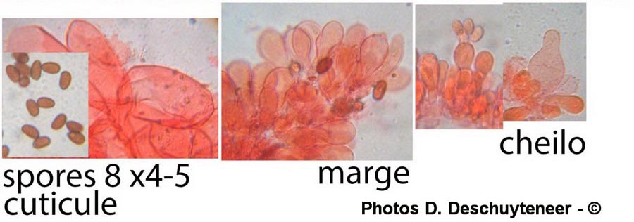 Psathyrella spadiceogrisea