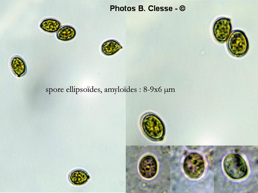 Pseudoclitocybe obbata