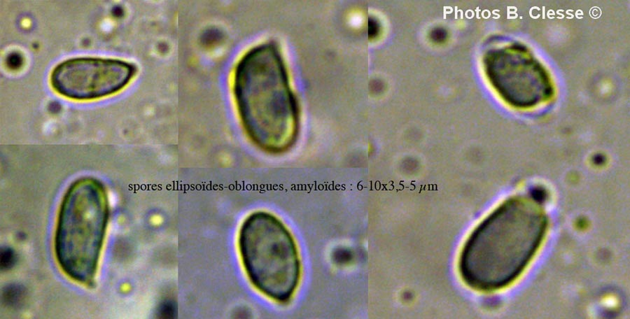 Pseudoomphalina kalchbrenneri