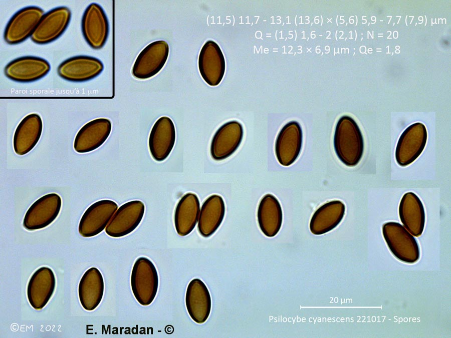 Psilocybe cyanescens