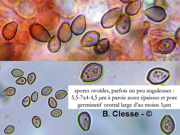 Psilocybe xeroderma (Deconica xeroderma)