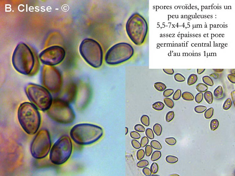 Psilocybe xeroderma (Deconica xeroderma)