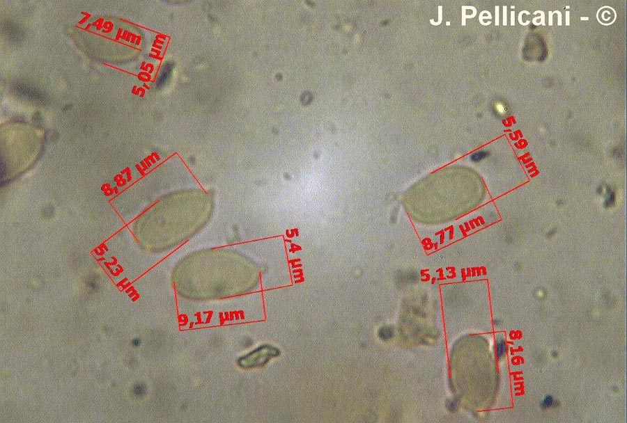 Pulcherricium coeruleum (Terana caerulea)