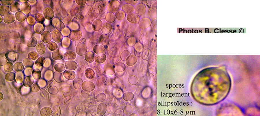 Cerocorticium confluens (Radulomyces confluens)