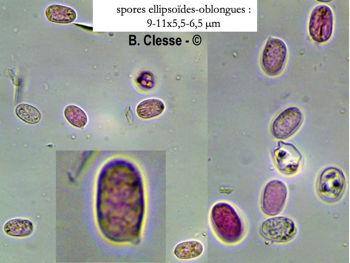 Radulomyces molaris (Cerocorticium molare)