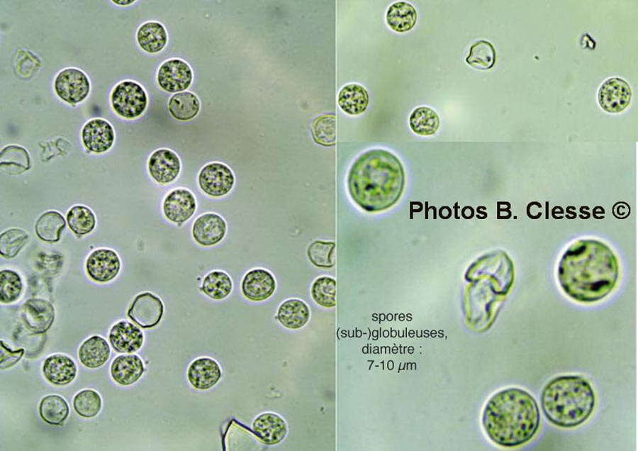 Radulomyces rickii