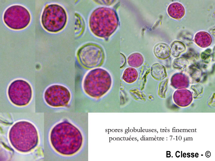 Radulomyces rickii