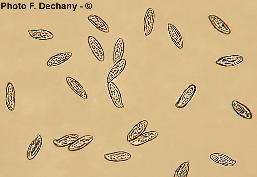 Ramaria botrytis