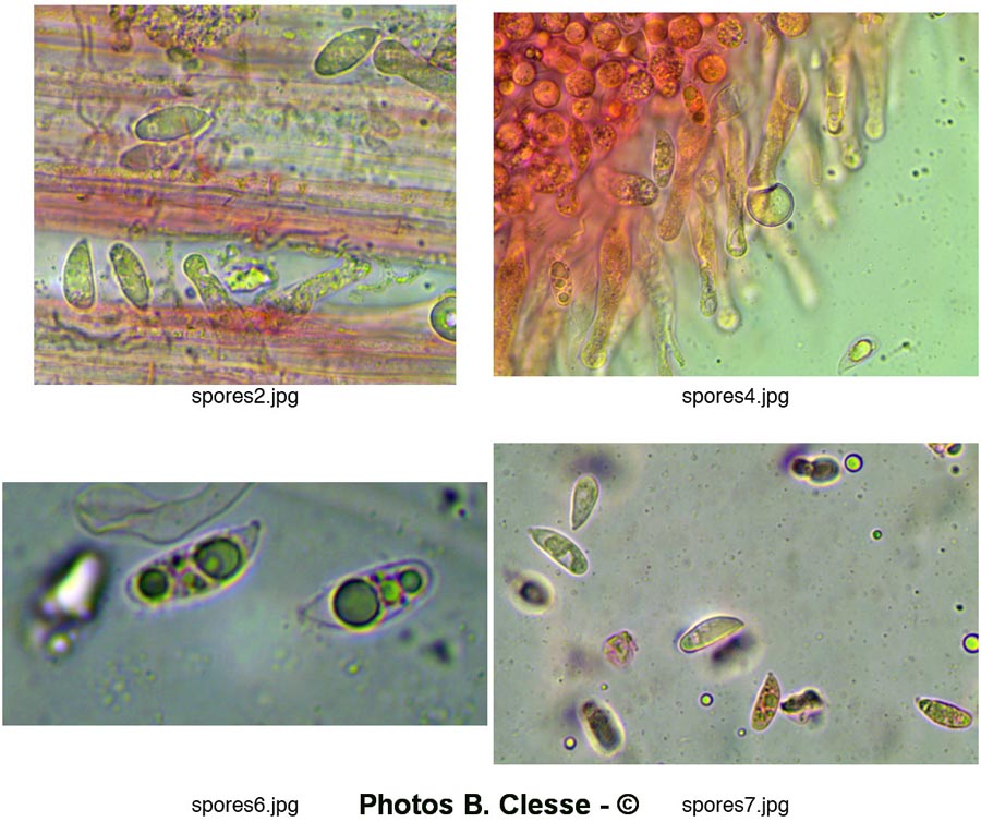 Resinomycena saccharifera (= Marasmiellus ornatissimus)