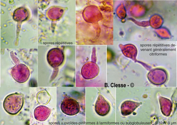 Rhizoctonia fusispora (Thanatephorus fusisporus)