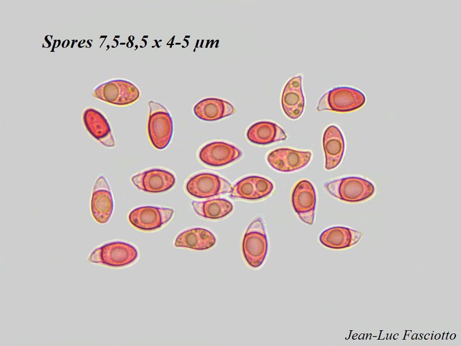 Rhodocollybia rufovinosa
