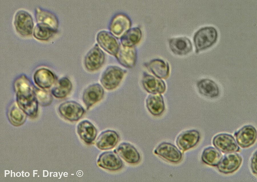 Rhodocybe gemina