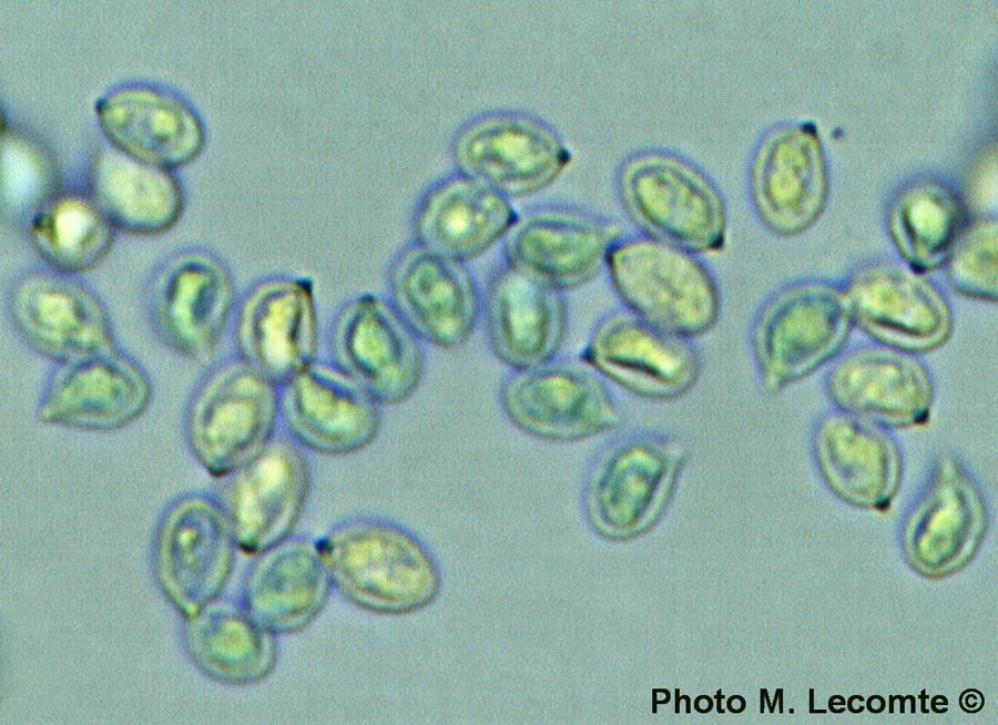 Rhodocybe gemina