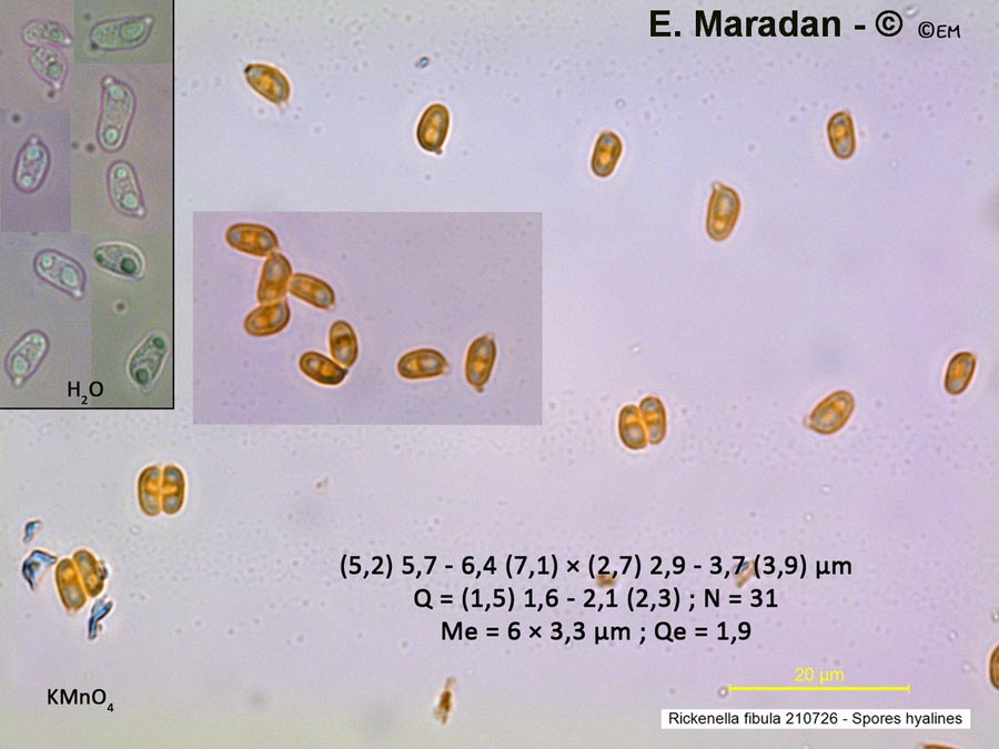 Rickenella fibula