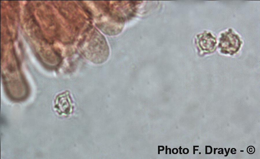 Ripartites tricholoma