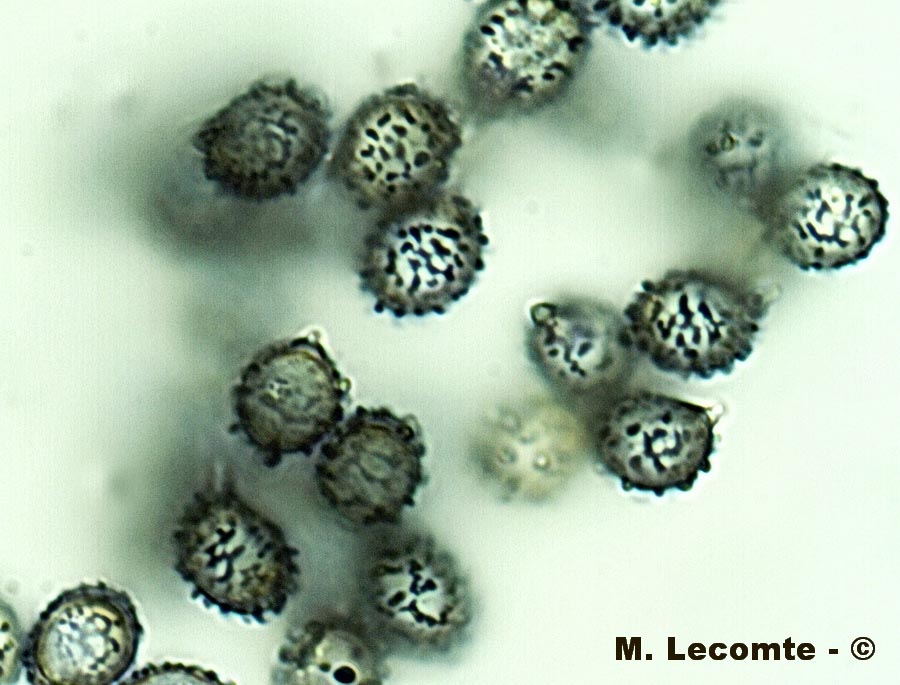 Russula trachyspora