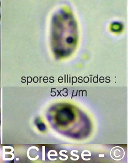 Schizopora radula