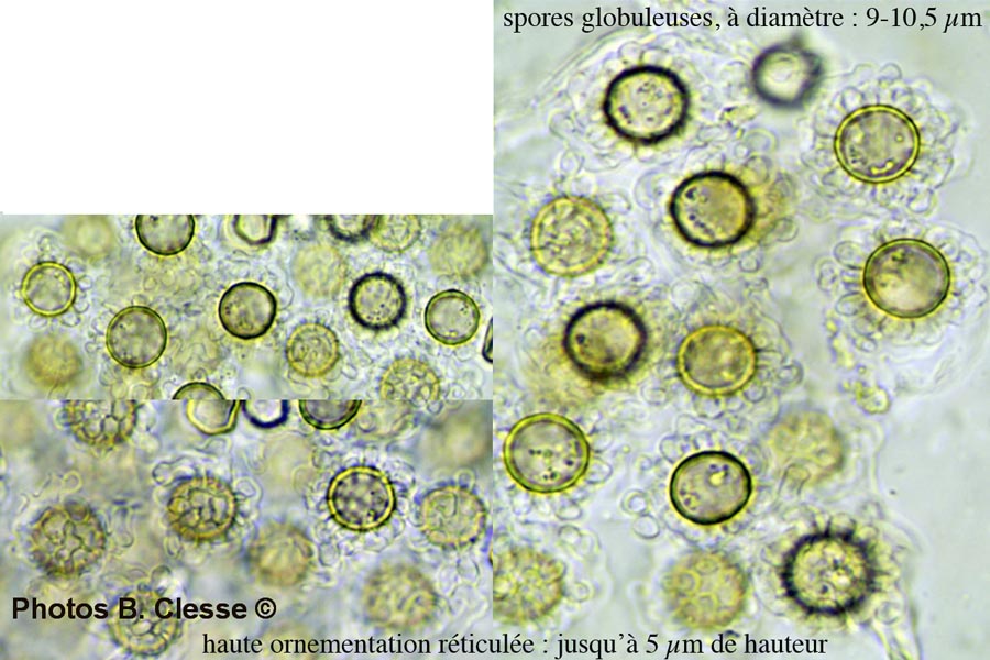 Scleroderma bovista