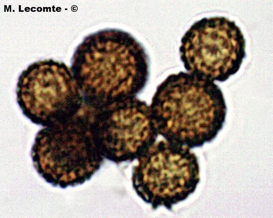 Scleroderma polyrhizum