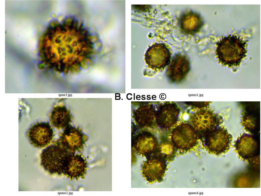 Scleroderma verrucosum