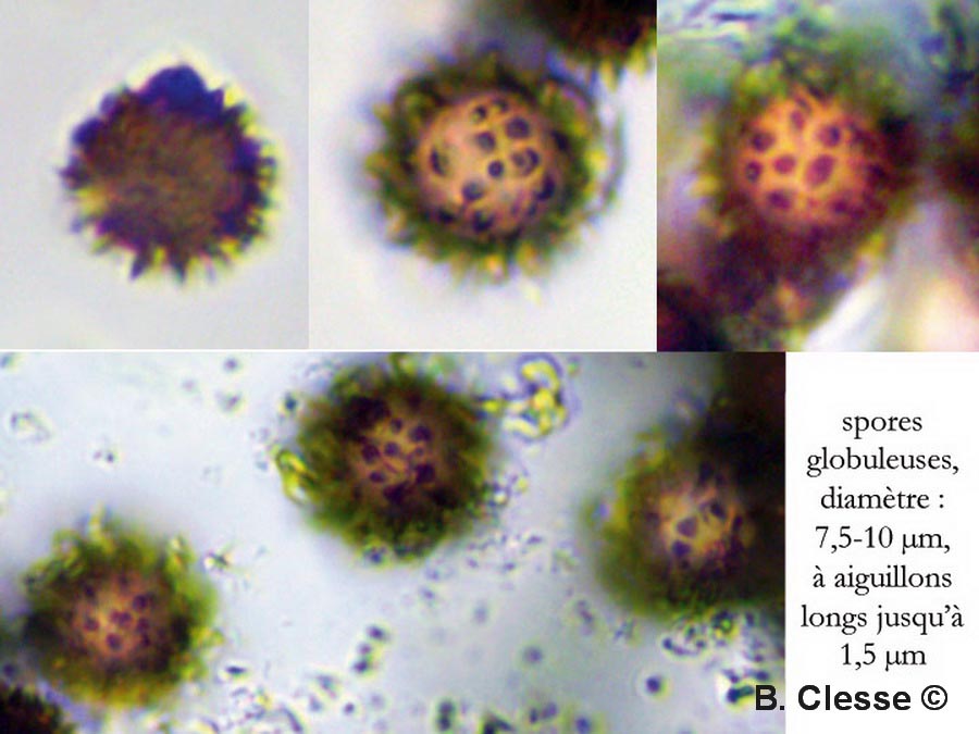 Scleroderma verrucosum