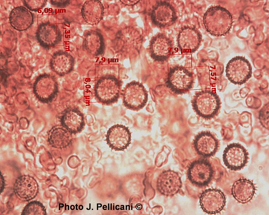 Scleroderma verrucosum