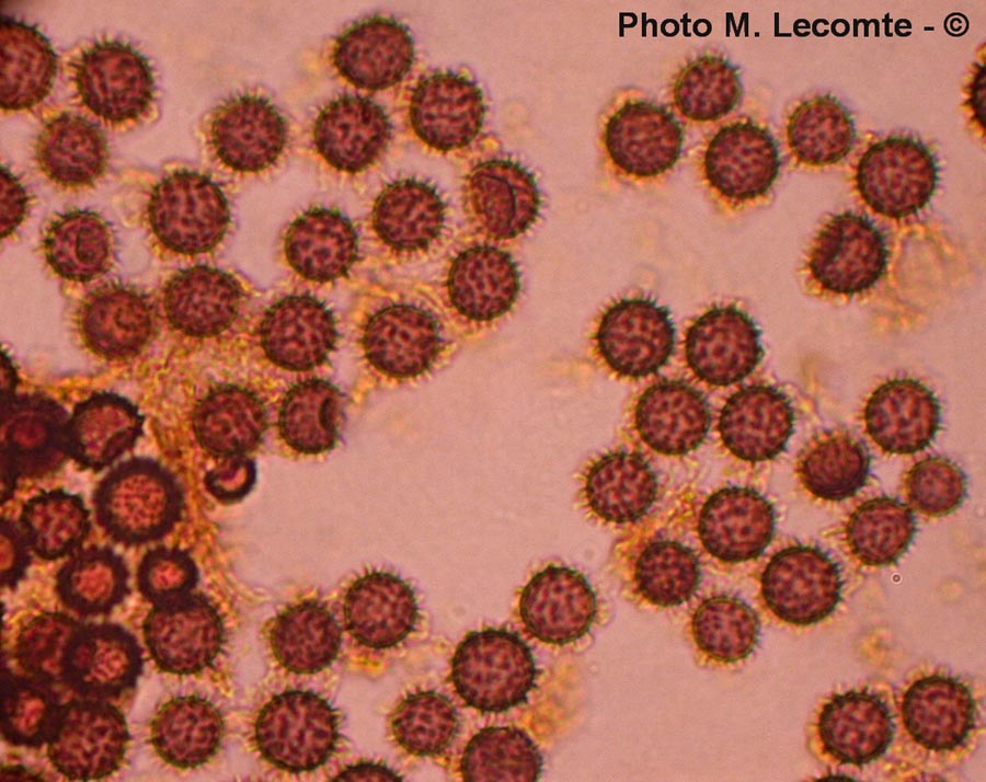 Scleroderma verrucosum