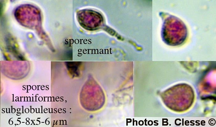 Scotomyces subviolaceus (Hydrabasidium subviolaceum)