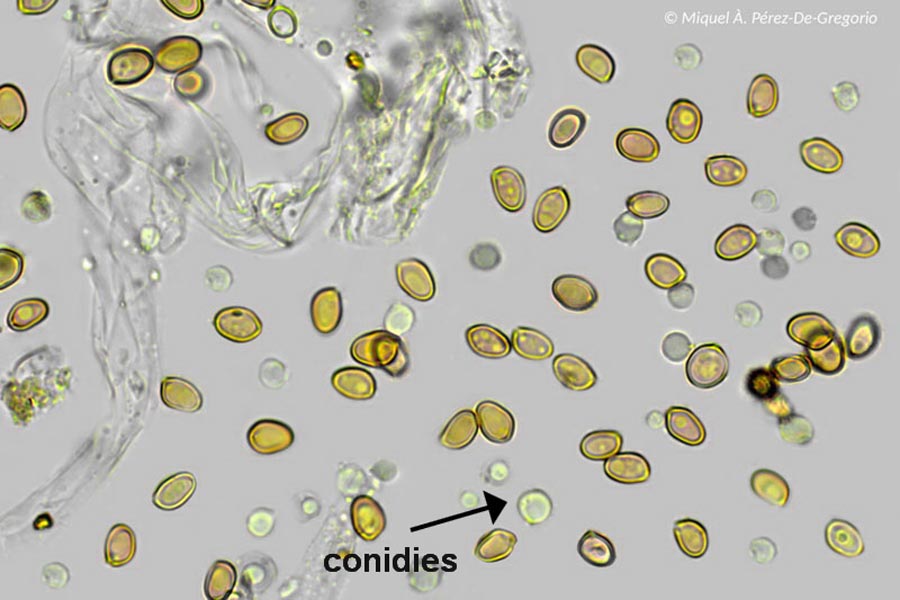 Scytinostroma hemidichophyticum