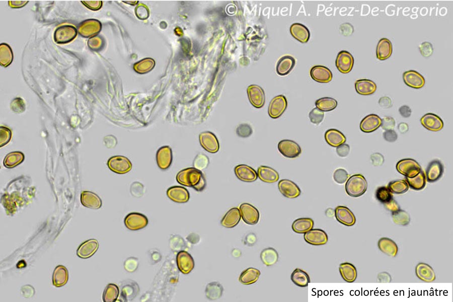 Scytinostroma hemidichophyticum (Scytinostroma portentosum)