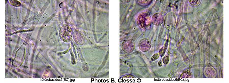 Sebacina epigaea