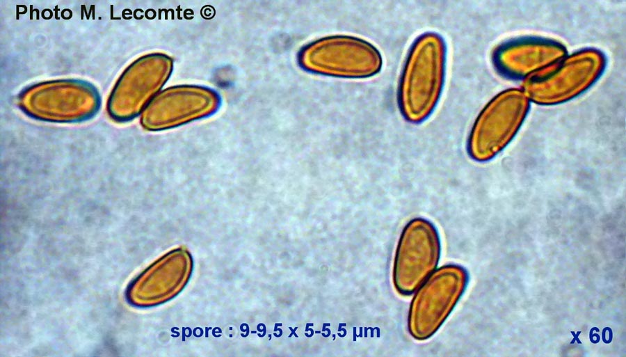 Serpula lacrymans