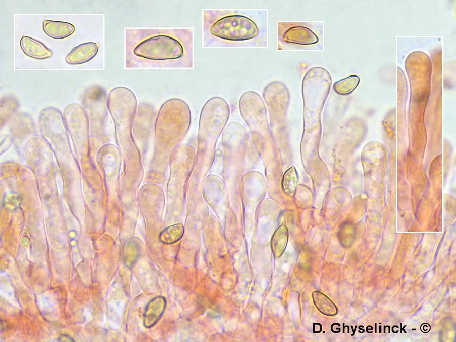 Simocybe reducta