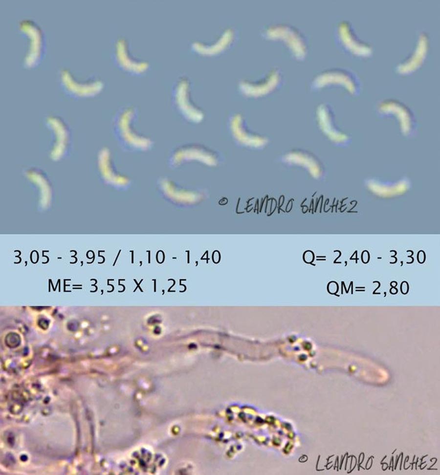 Skeletocutis carneogrisea