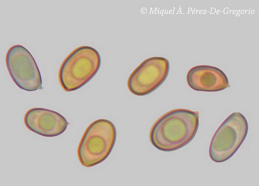 Skeletocutis percandida