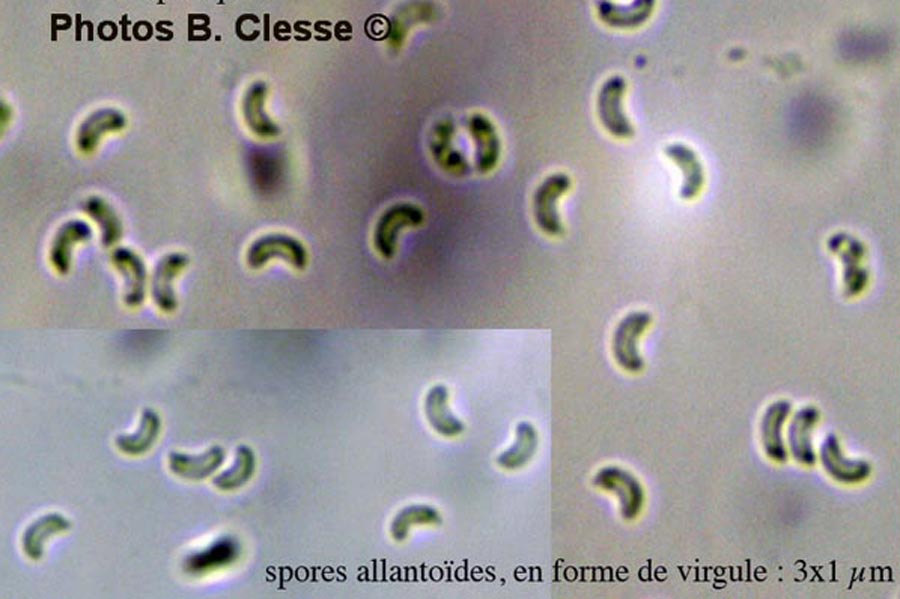 Sidera vulgaris (Skeletocutis vulgaris)