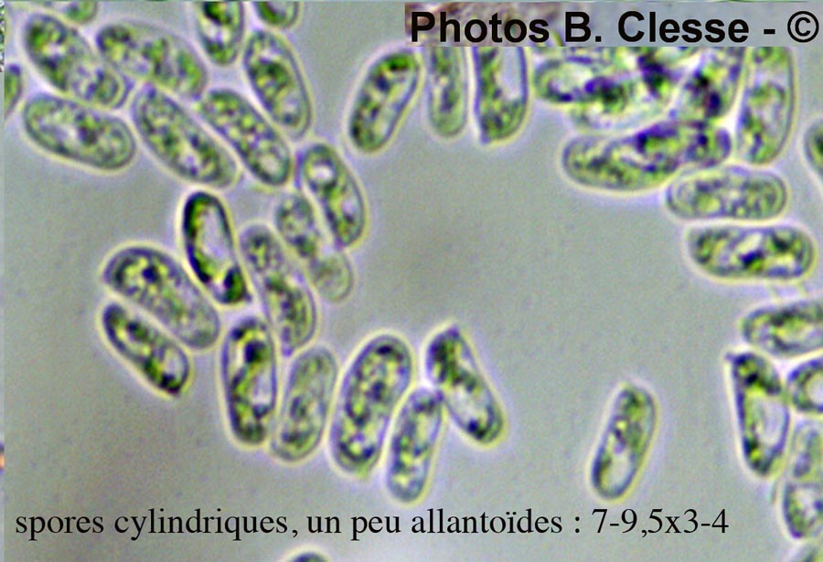 Stereum rugosum