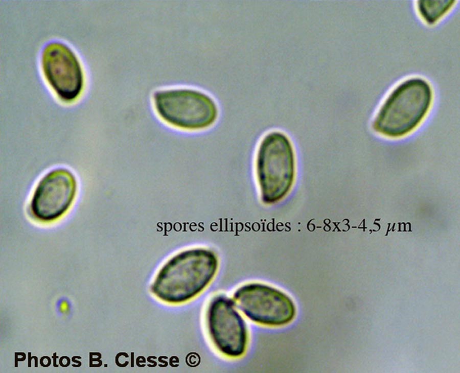 Strobilurus stephanocystis