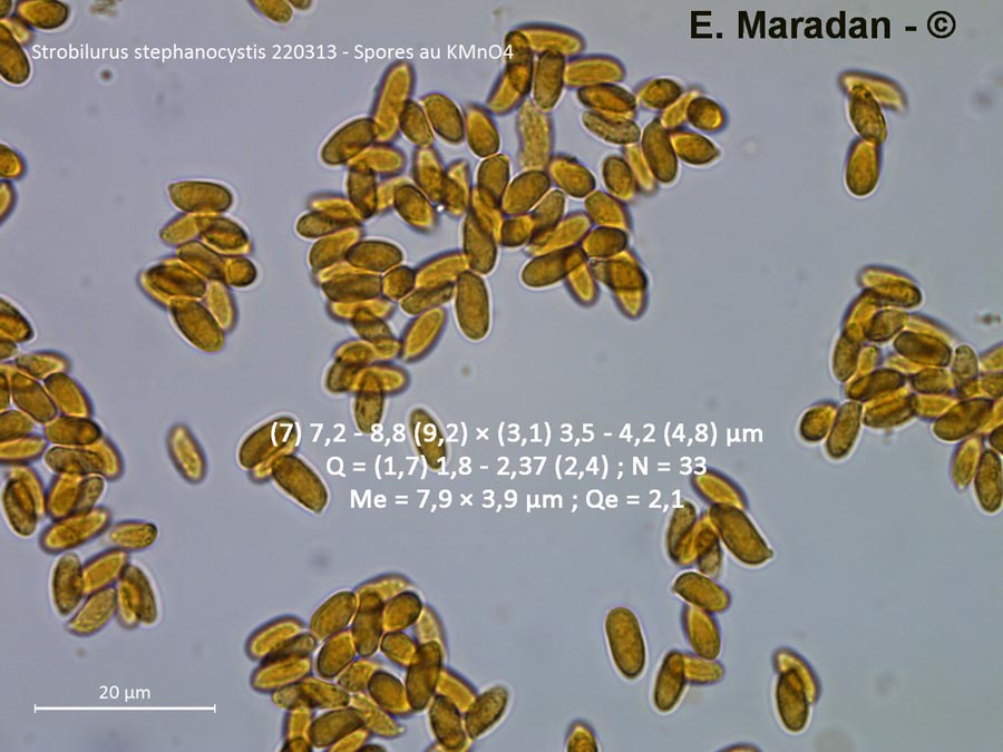 Strobilurus stephanocystis