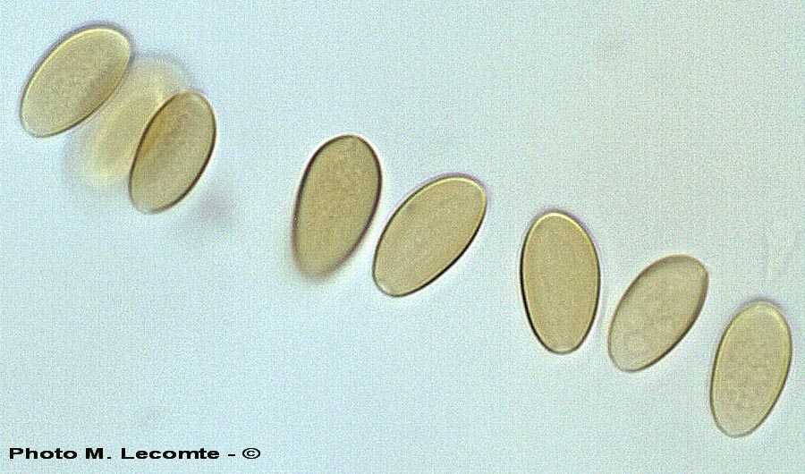 Strobilurus stephanocystis