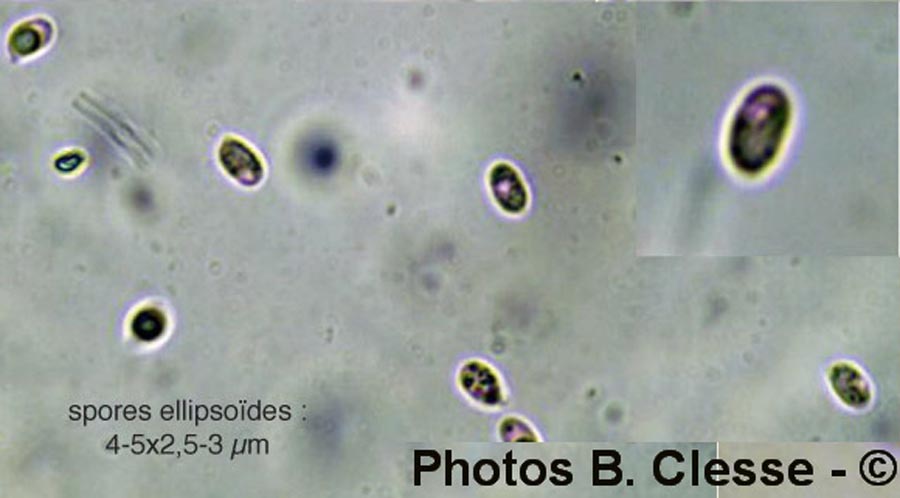 Porotheleum fimbriatum