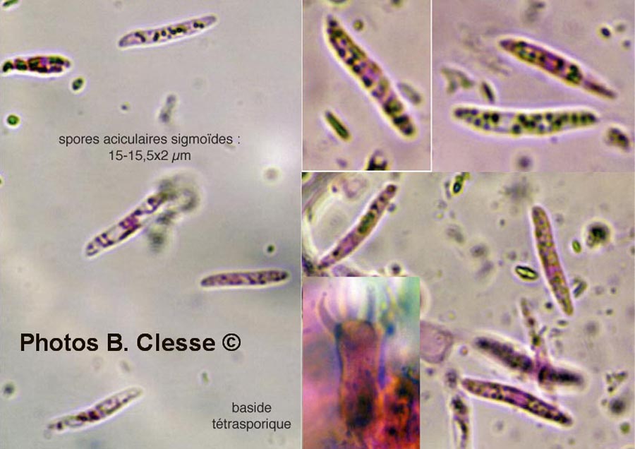 Subulicystidium longisporum