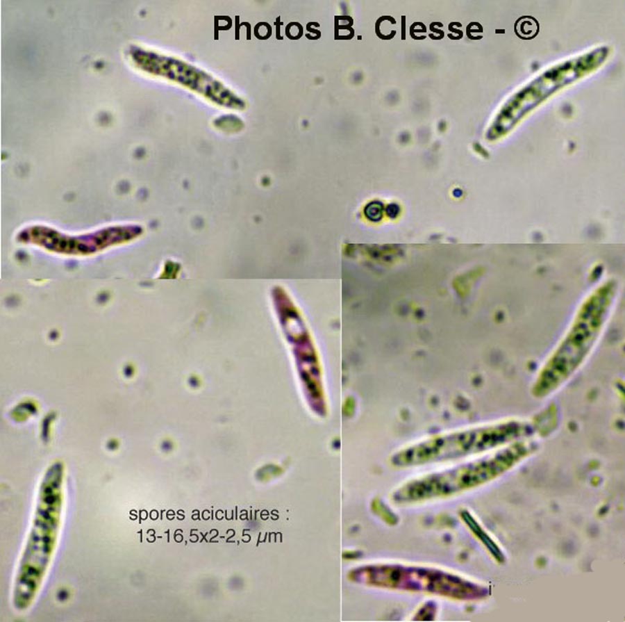 Subulicystidium longisporum