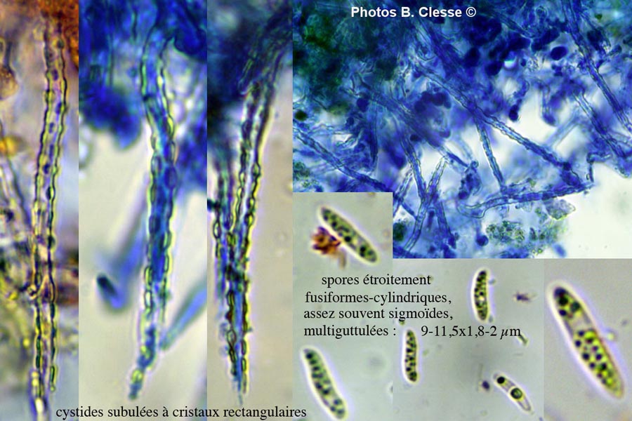 Subulicystidium longisporum