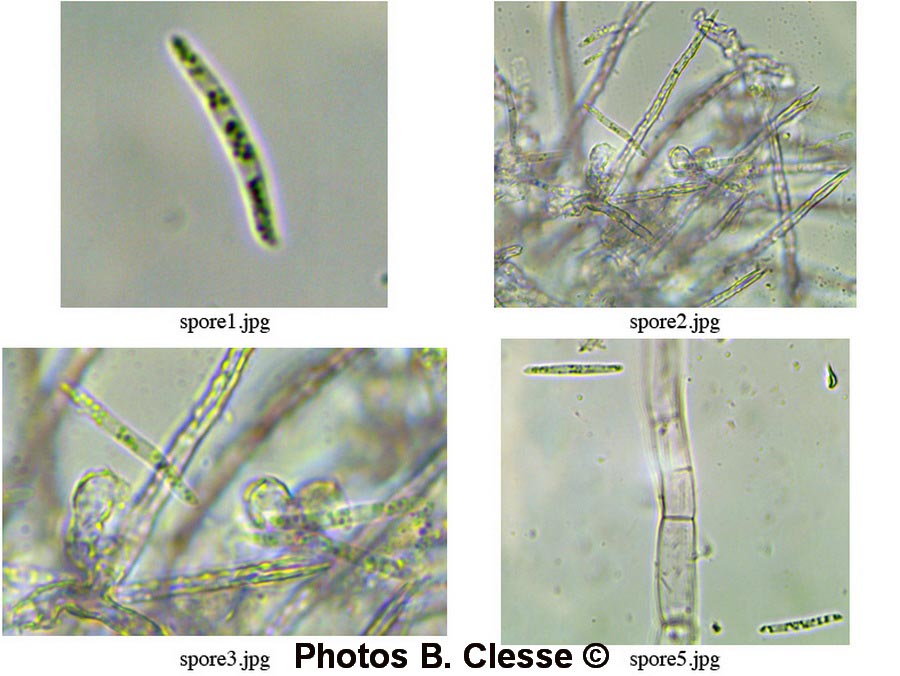 Subulicystidium perlongisporum