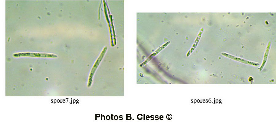 Subulicystidium perlongisporum