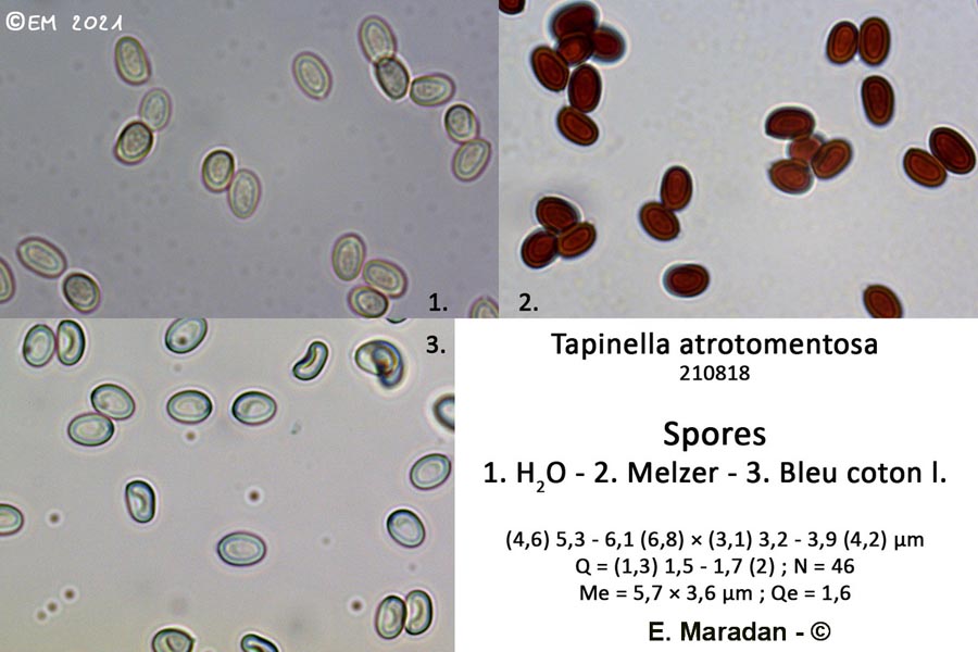 Paxillus atrotomentosus (Tapinella atrotomentosa)