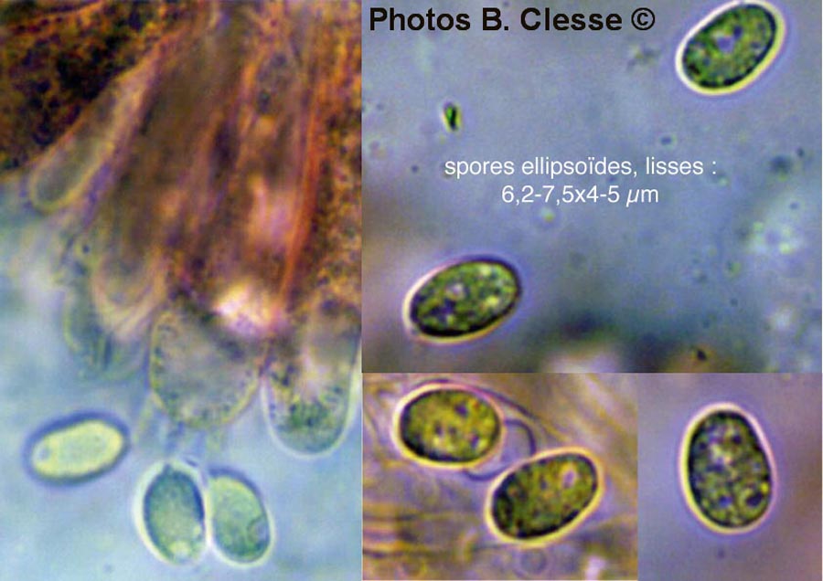 Tephrocybe atrata