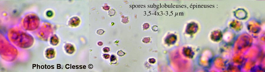 Trechispora farinacea